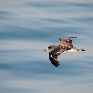 Scopoli's shearwter (Calonectris diomedea) (foto Camilla Gotti)