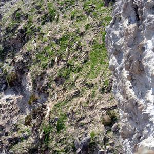 Nuovo sopralluogo sull'isola di Palmarola - Foto n. 3