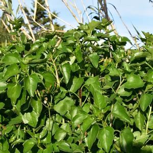 Ampio e denso popolamento di Senecio angulatus lungo Via degli Olivi, Ventotene. Foto R. Frondoni