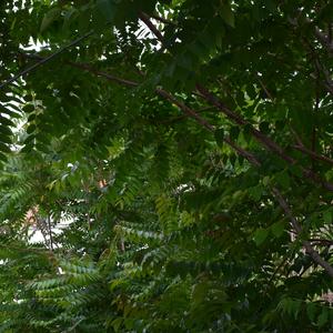 Individui di Ailanthus altissima nell'abitato di Ponza (foto Raffaella Frondoni)