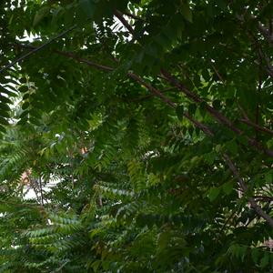 Individuals of Ailanthus altissima in the town of Ponza (Photo Raffaella Frondoni)