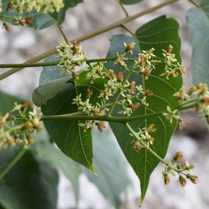 Female flowers on a terminal panicle (Photo Raffaella Frondoni)