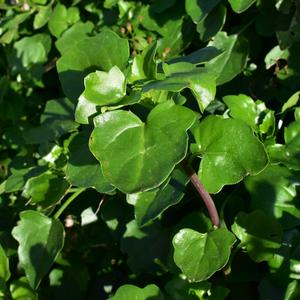 The glossy and fleshy leaves of Senecio angulatus  - photo R. Frondoni