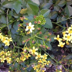 Fig. 3. Inflorescences - photo M. Giunti