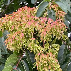 Ailanthus altissima in frutto (Foto Raffaella Frondoni)