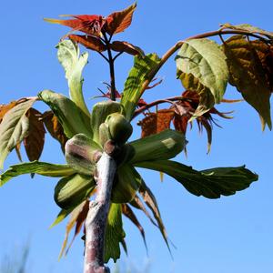 Leaves are arranged to protect the apical bud in a young individual (Photo Emanuela Carli)