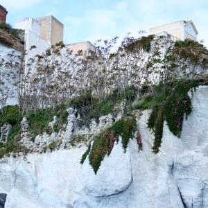 Nucleo di Ailanthus altissima in prossimit del cimitero di Ponza (insieme a Carpobrotus) (foto Emanuela Carli)