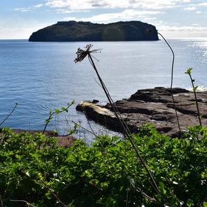 Populations in the public garden in Ventotene - photo R. Frondoni
