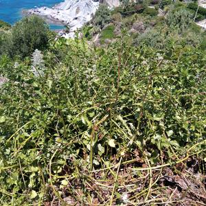  Popolamento di Senecio angulatus a Ponza - Foto E. Carli