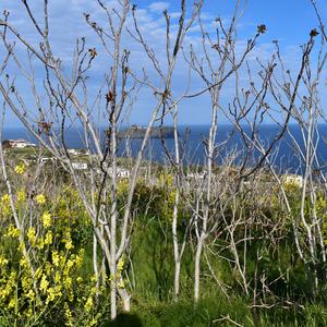 Espansione di Ailanthus altissima (in veste tardo-invernale) nella zona di Punta dell'Arco, Ventotene (foto Raffaella Frondoni)