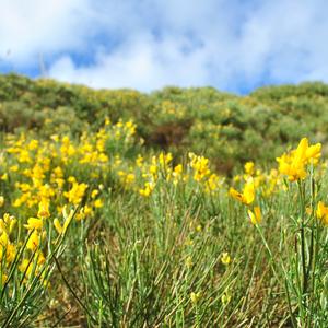 Tyrrhenian broom (photo: De Luca)