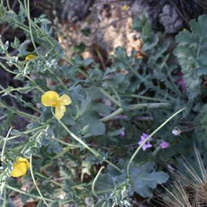 Yellow hornpoppy (Glaucium flavum) in Palmarola (Photo Emanuela Carli)