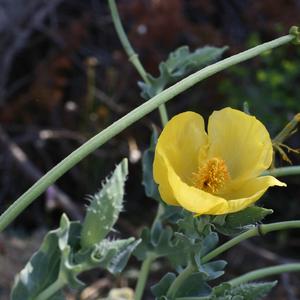 Yellow hornpoppy (Glaucium flavum) in Palmarola (Photo Emanuela Carli)