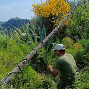 Biosecurity in Ventotene - Picture n. 4