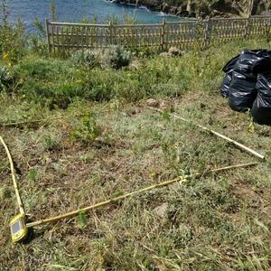 Eradicating Carpobrotus from Ventotene - Picture n. 3