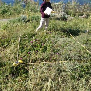 Eradicating Carpobrotus from Ventotene - Picture n. 2