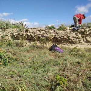 Eradicating Carpobrotus from Punta Eolo