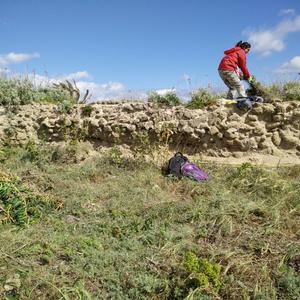 Eradicazione Carpobrotus a Punta Eolo