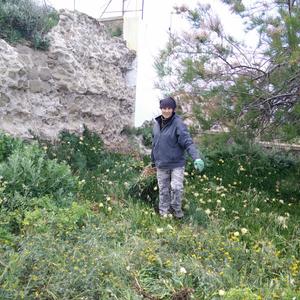 Eradicazione Carpobrotus