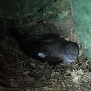 I nidi di Berta maggiore a Palmarola e Ponza - Foto n. 3