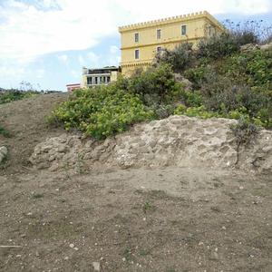 Removed the Hottentot-fig: the Sea Fennel start to recover - Picture n. 1