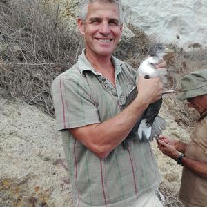 Uno dei pochi pulcini di Berta maggiore sopravvissuti ai ratti a Palmarola