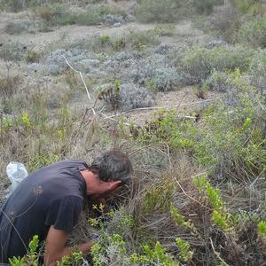 Invertebrate monitoring on Ponziane Islands continues - Picture n. 8