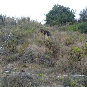 Ventotene - Monitoraggio molluschi