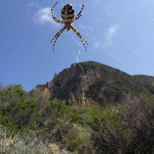 Argiope lobata (foto Gianluca Stasolla)