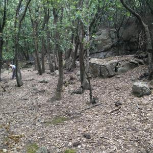 Our botanists in the shadow of zannone holm oaks - Picture n. 8