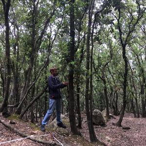 Our botanists in the shadow of zannone holm oaks - Picture n. 4