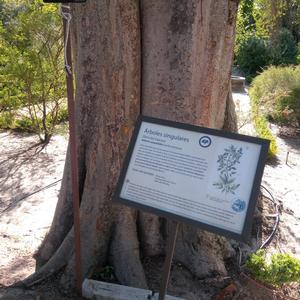 Centuries-old individual of Zelkova carpinifolia in the Botanical Garden, Madrid