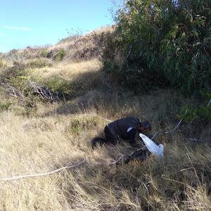 Monitoring molluscs