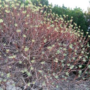 Euphorbia dendroides