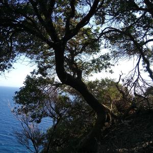 Holm oak - Quercus ilex