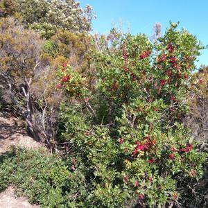 La macchia mediterranea