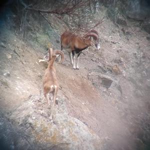 Mouflons. Two males: an adult and a young (photo Emanuela Carli)