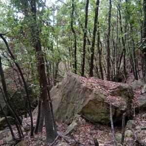 Holm oak forest in Zannone (photo Emanuela Carli)