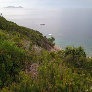 Macchia con Erica multiflora, lentisco e mirto in fiore (foto di Emanuela Carli)