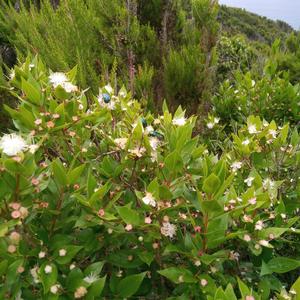 Cetonia aurata on myrtle (photo Emanuela Carli)