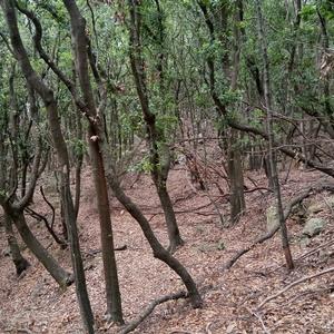 holm oak forest in Zannone (photo Emanuela Carli)