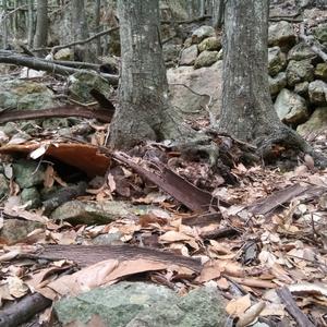 Funghi del legno. Segnale che la foresta, nonostante l'et degli alberi, ha elementi di vetust (foto Emanuela Carli)