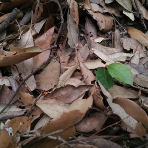 What we want to preserve:  holm-oak (Quercus ilex) seedlings showing natural regeneration (picture by Emanuela Carli) 

