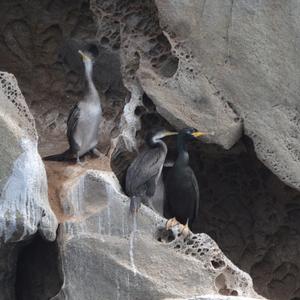 Marangone dal ciuffo (Phalacrocorax aristotelis). (Foto Ferdinando Corbi)