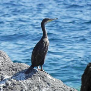 Marangone dal ciuffo (Phalacrocorax aristotelis). (Foto Ferdinando Corbi)