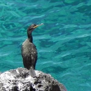 Marangone dal ciuffo (Phalacrocorax aristotelis). (Foto Ferdinando Corbi)