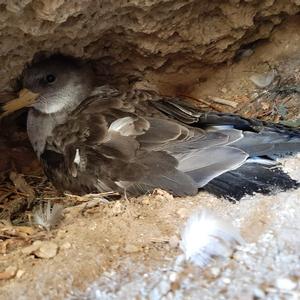 Scopoli's shearwater (Calonectris diomedea)