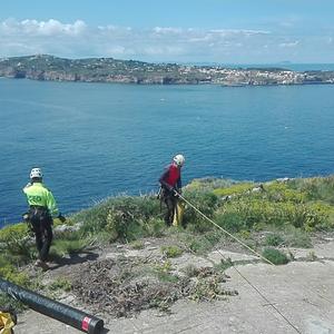 Eradicating Carpobrotus from the cliffs: not a job for everyone - Picture n. 1