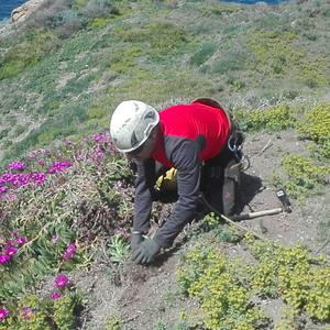 Eradicating Carpobrotus from the cliffs: not a job for everyone - Picture n. 2