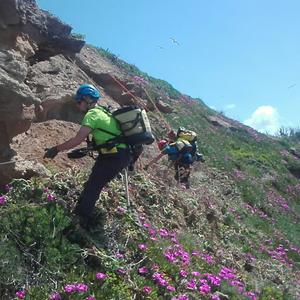 Eradicating Carpobrotus from the cliffs: not a job for everyone - Picture n. 3